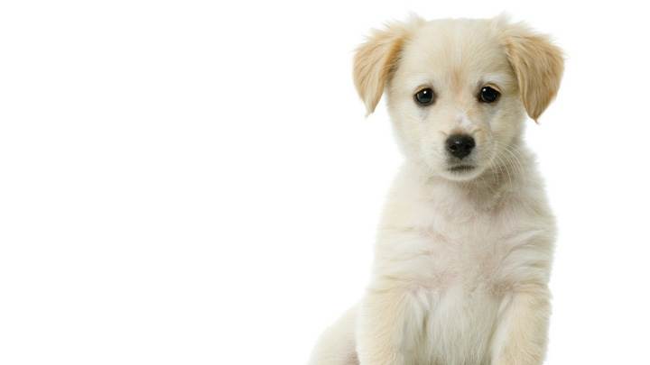 Sweet White Puppy Sitting